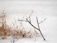 Twig snow grass 0190